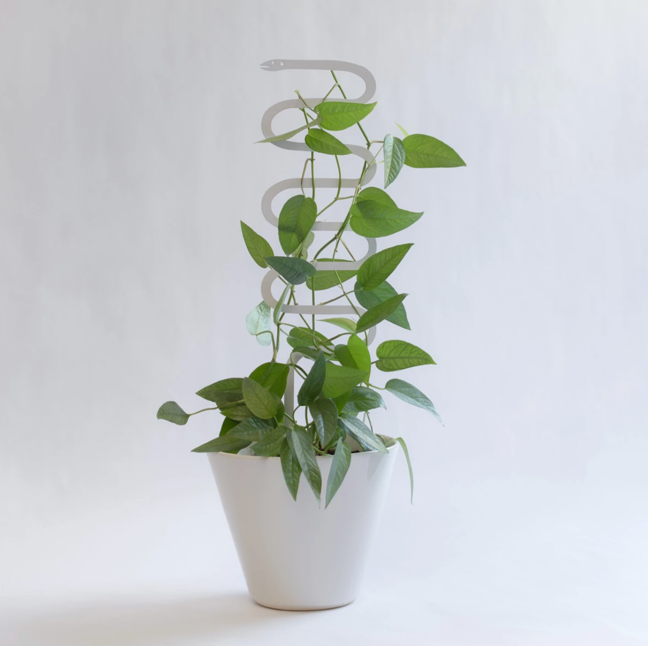Serpent Plant Support Stake (In-Store Pick Up Only)