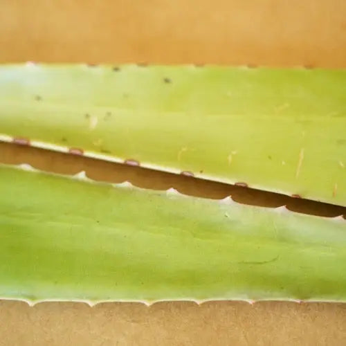 Terra - Tory Skincare Aloe Detox Soap Cube | Prelude and Dawn Los Angeles, CA